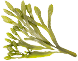 alghe marine ascophyllum